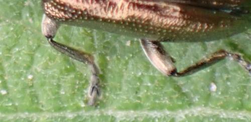 Réf. 317 631 : Plateumaris sp.